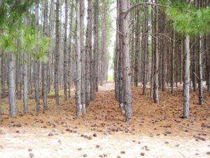 Pinus